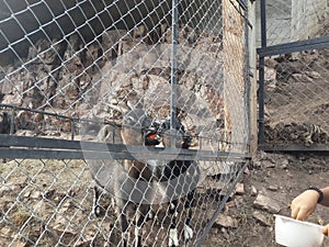 Lovely goat outdoors behind the bars in zoological garden foto