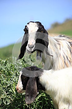 Lovely goats eating plants in a farm