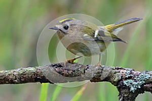 Lovely Goldcrest regulus regulus perched on lichen branch near a waterpond in green wood