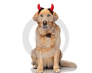 lovely golden retriever dog with devil horns headband panting and sitting