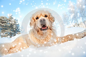 Lovely golden retriever playing