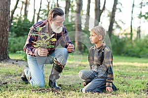 Lovely grandpa teaches his grandson to plant oak sapling into the ground among other trees in the forest.