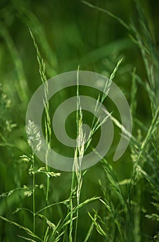 A lovely grass closeup at spring in saarland, copy space