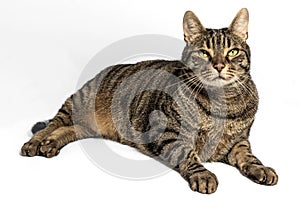 Lovely gray and brown tabby cat with charming yellow-green eyes in relaxed pose on gray background