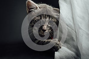 A lovely gray haired kitten that is on a black background