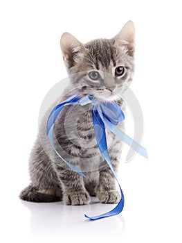 Lovely gray kitten with a tape.