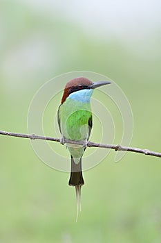 Lovely green belly to blue chin with black mask red eyes and brown head bird lonly perching on dried branch