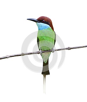 Lovely green to blue with brown head and long tail bird perching on thin branch isolated on white background