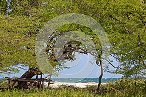 Lovely green trees at the beach at Jackson Bay