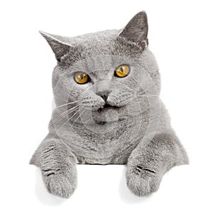 Affascinante grigio gatto formato pubblicitario destinato principalmente all'uso sui siti web 