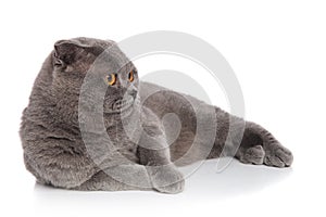 Lovely grey cat resting and looking to side