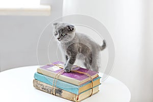 Lovely grey scotish kitten sitting on the pile of books in the l