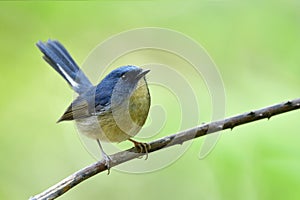 Lovely grey to blue bird with chubby shape perching on thin branch lifting tail, slaty blue flycatcher
