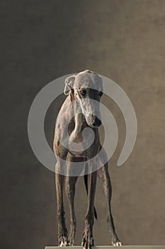 lovely greyhound dog with thin legs looking away and standing