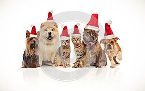 Lovely group of brown cats and dogs wearing santa hats