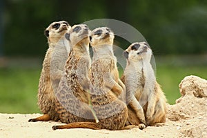 Lovely Group of Meerkats