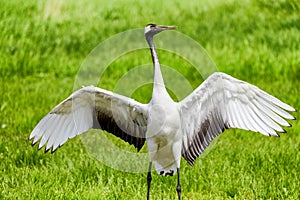 The lovely grus japonensis is dancing