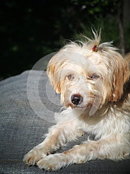 Lovely hairy white cute dog looks like small terrier puppy laying on grey colour plastic woven canvas portraits close up