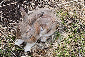 Lovely half-sleeping rabbit puppy on the grass