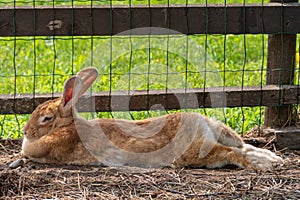 Lovely half-sleeping rabbit puppy on the grass