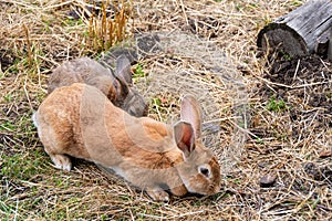 Lovely half-sleeping rabbit puppy on the grass photo