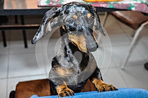 Lovely harlequin silver dachshund on the chair photo