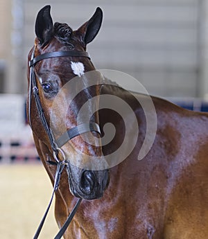 The Lovely Head of a Waler Horse