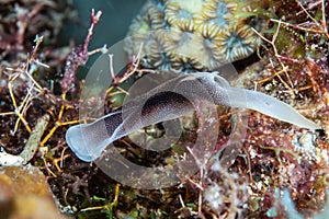 Lovely Headshield Slug Chelidonura amoena