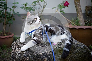 Lovely healthy  kitty with beautiful yellow eyes wearing collar for safety sit on rock in garden