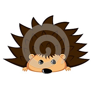 Lovely hedgehog - cute animal with begging eyes