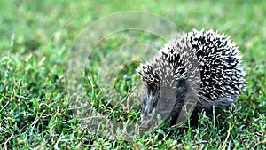 Lovely hedgehog or Erinaceus roumanicus on grass