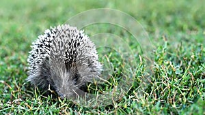 Lovely hedgehog or Erinaceus roumanicus on grass