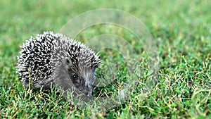 Lovely hedgehog or Erinaceus roumanicus on grass