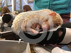 Lovely Hedgehog Sleeping in my Hand