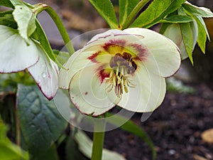 Lovely hellebore flower, Helleborus x hybridus variety Ashwood Blushing Bride