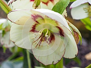 Lovely hellebore flower, Helleborus x hybridus variety Ashwood Blushing Bride