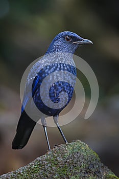 Lovely Hill Blue Flycatcher