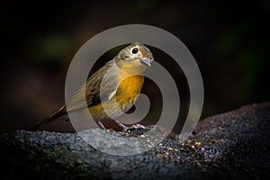 Lovely Hill Blue Flycatcher (Cyornis banyumas)