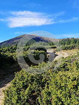 Lovely Hoverla Forest