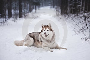 Lovely Husky dog lying in the snow. Beige and white Siberian husky on a walk in winter mysterious forest