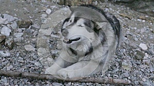 Lovely Husky has time on stones on summer day outdoors.