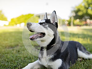 Lovely husky puppy lying on the grass