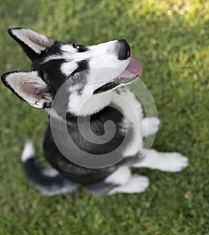 Lovely husky puppy lying on the grass