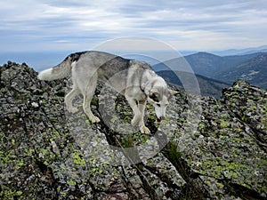 Lovely husky walking on rocks of a mountain