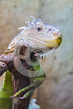 Lovely Iguana