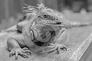 Good looking Iguana picture in black and white