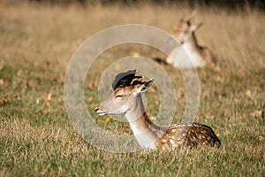Lovely image of Fallow Deer Dama Dama in Autumn field and woodland landscape setting photo