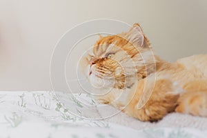 Lovely Image of a Golden Persian cat Laying on the bed Relaxed. Cute Cat Snuggling on the bed. Animal Friendly