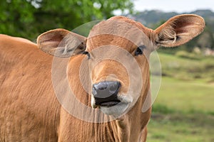 Lovely innocent calf with big ears