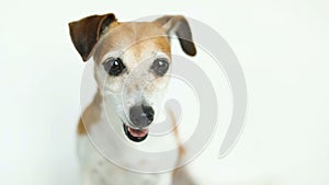 Lovely JAck Russell terrier dog listens attentively, curiously turns his head. White background. Video footage.